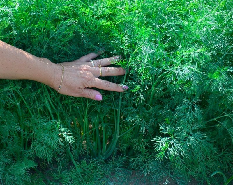 Коли сіяти у відкритий ґрунт петрушку і кріп