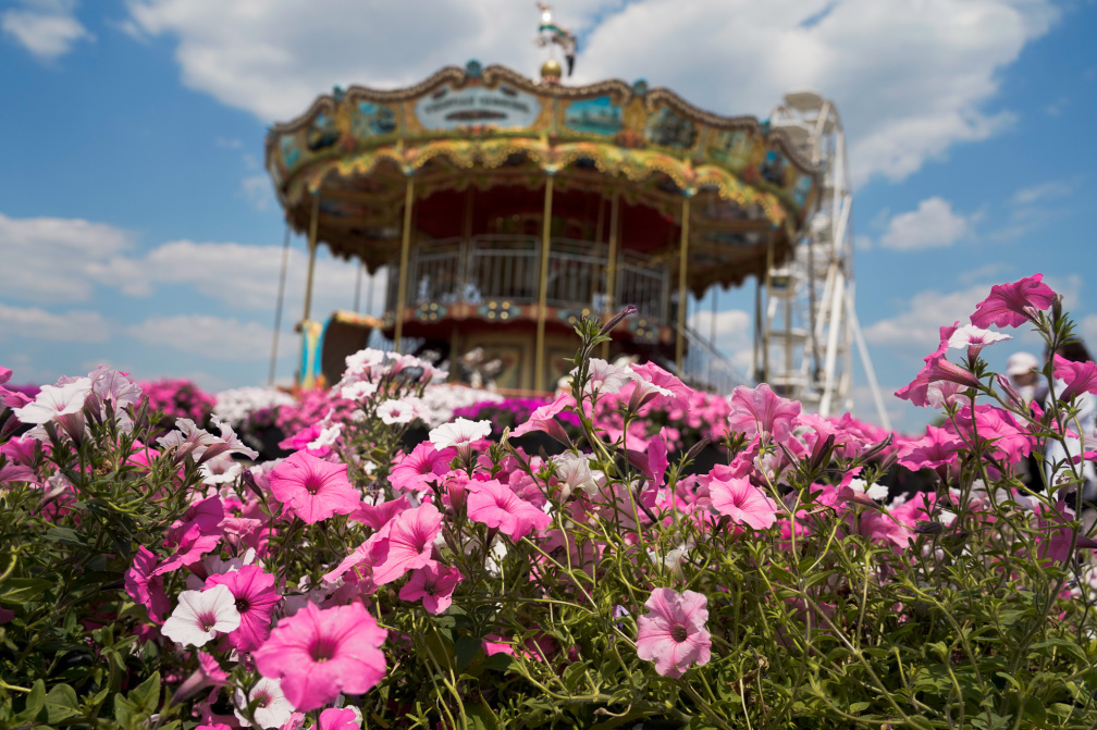 Лавандові поля у Добропарку