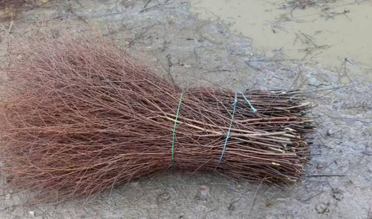 Березовые ветки