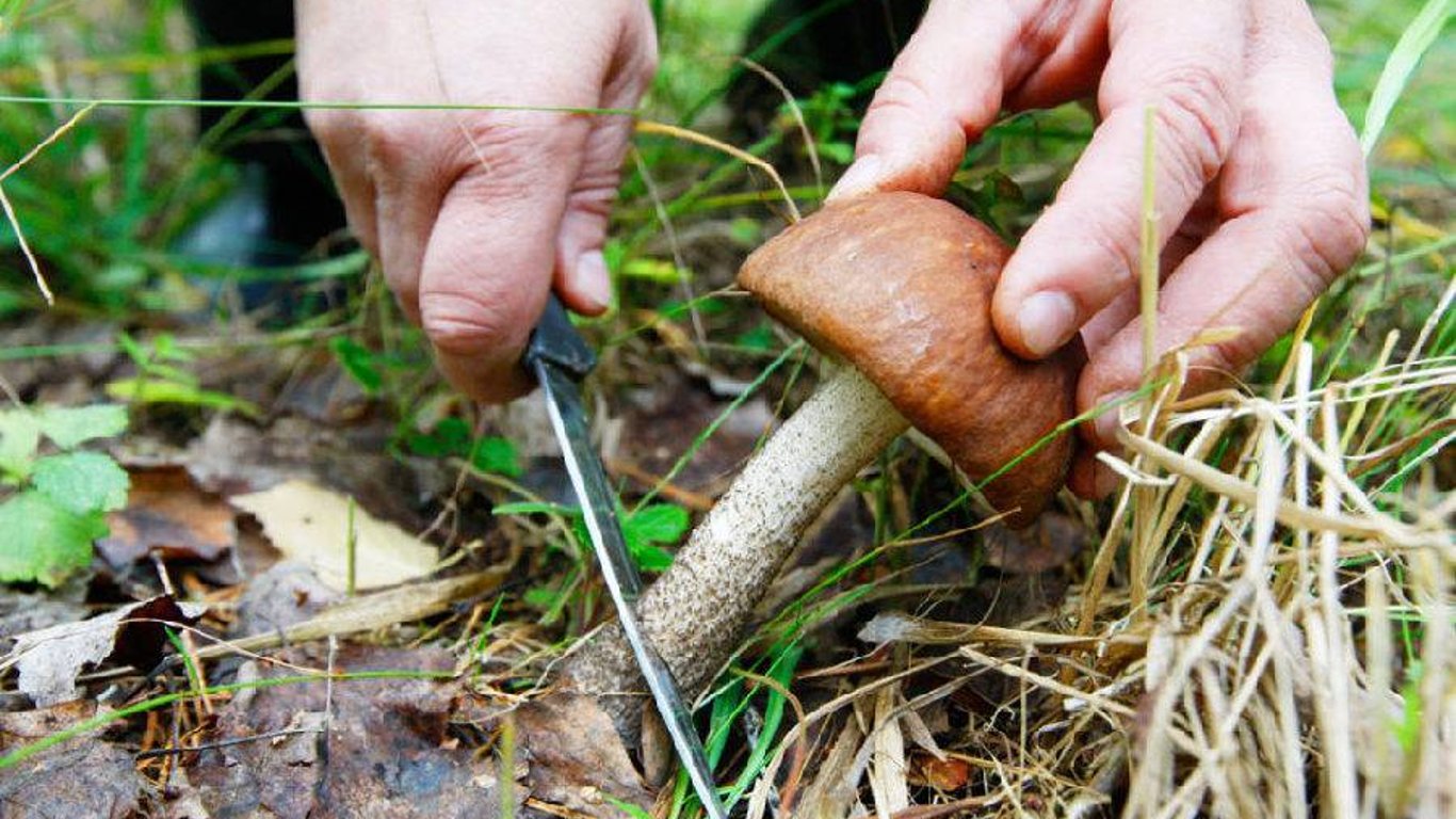 На Львівщині подружжя отроїлося грибами: померла жінка