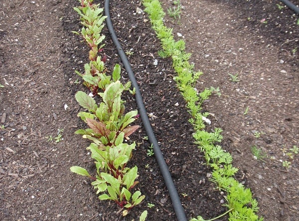 Посадка моркови и бураков.