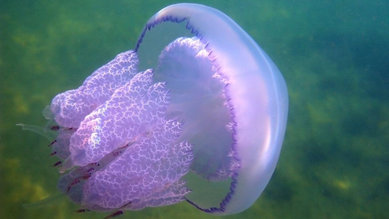 Науковці запропонували їсти медуз, щоб зберегти довкілля - 290x166