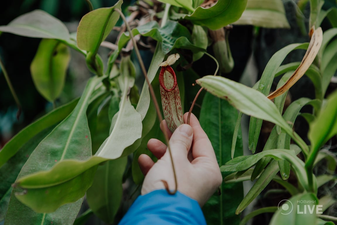 оранжерея ботсад