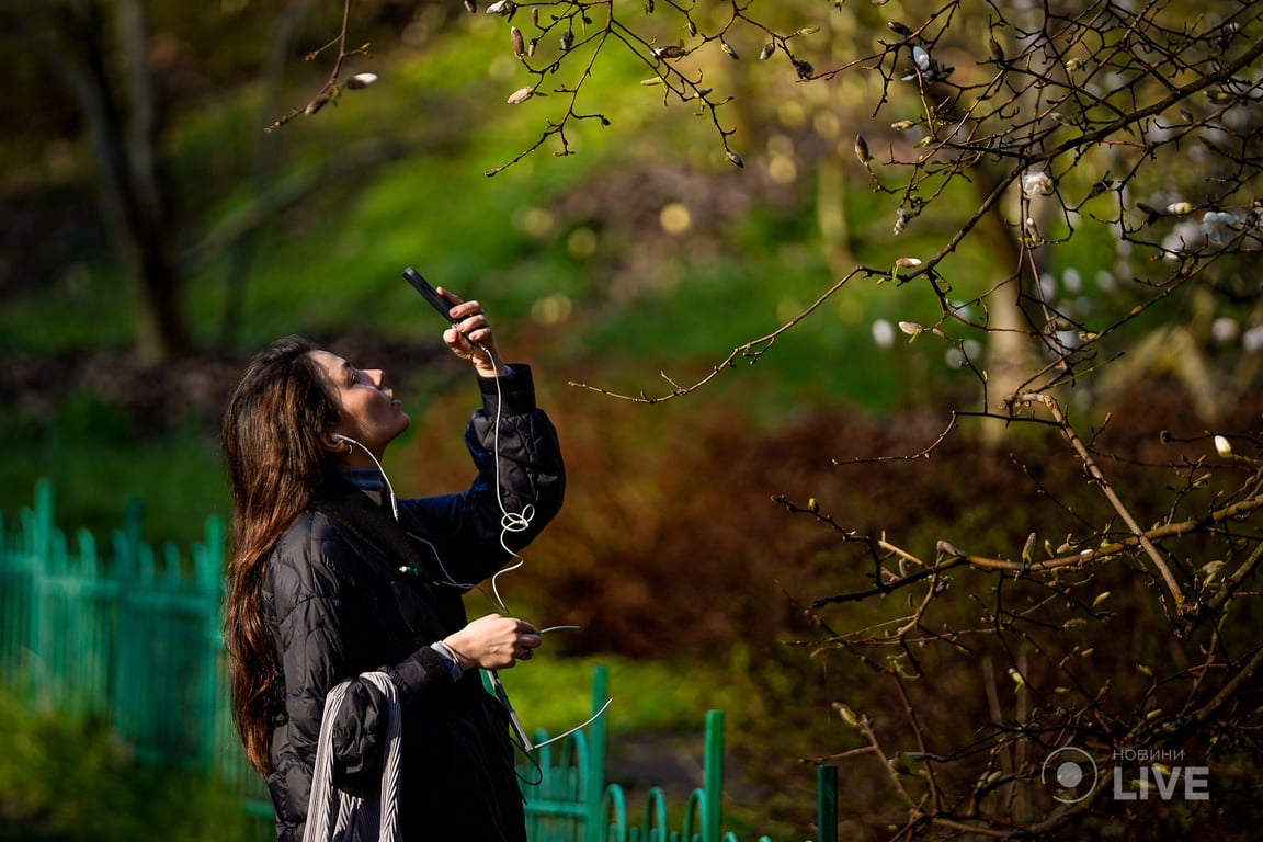 магнолії Київ