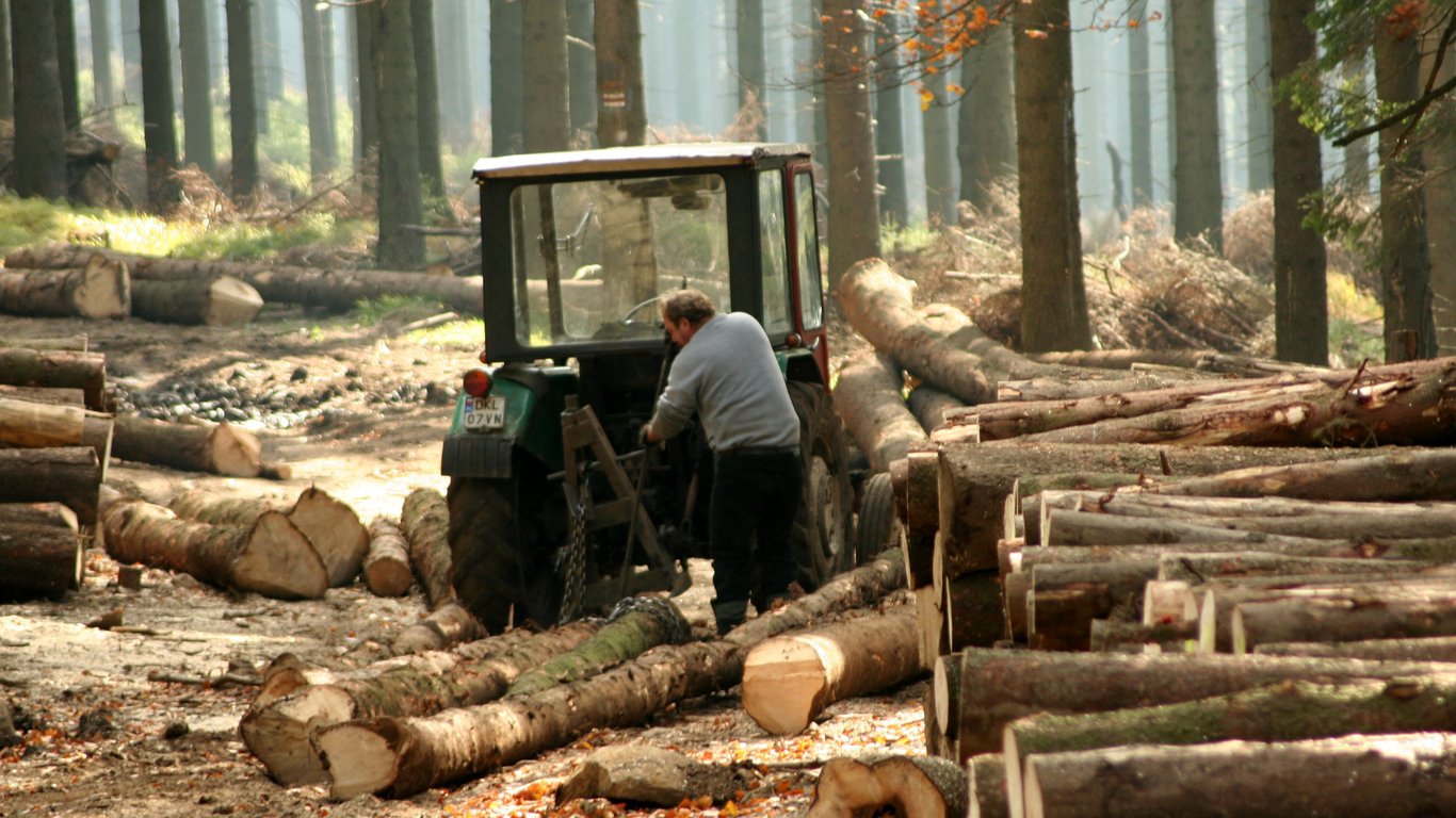 Дозволили вирубати 2,5 тисячі дерев: на Волині повідомили про підозру двом посадовцям