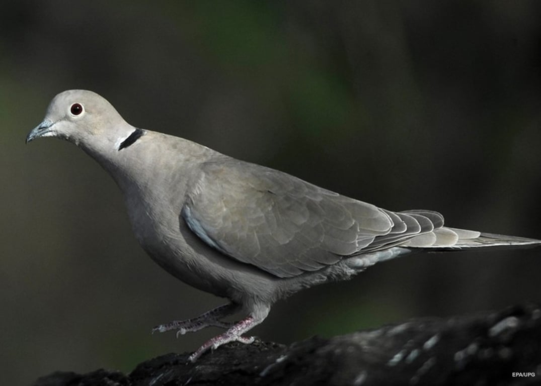 Какая вы птица за месяцем рождения — июнь