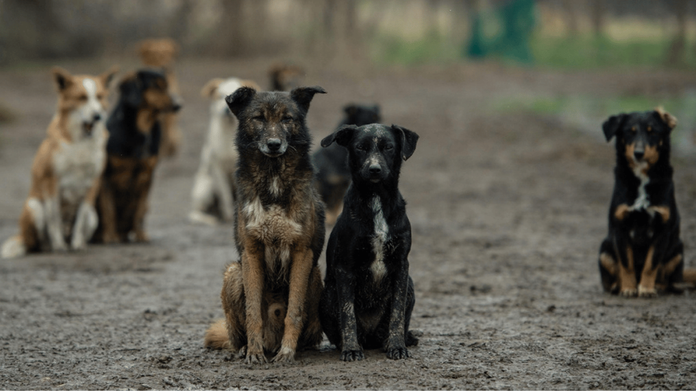 В России предлагают отправлять бездомных собак на войну в Украину