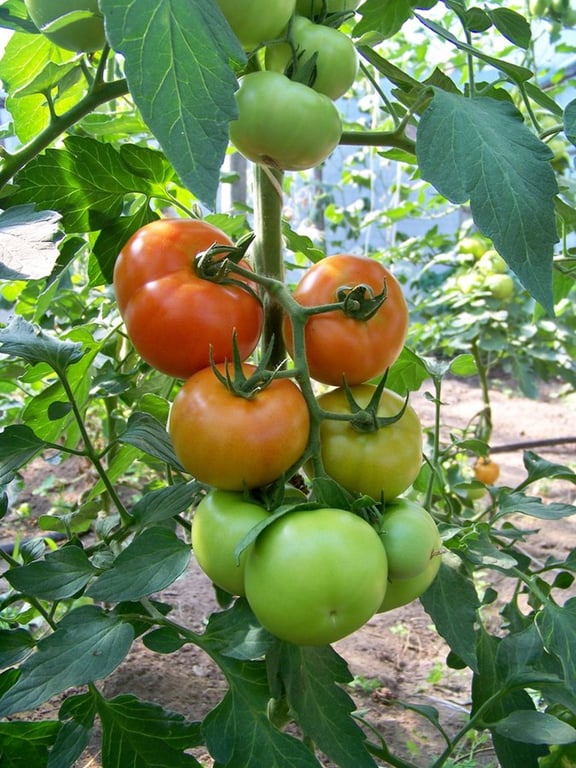 помидоры на грядке