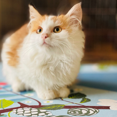 кіт Кіря з притулку "Сиріус"