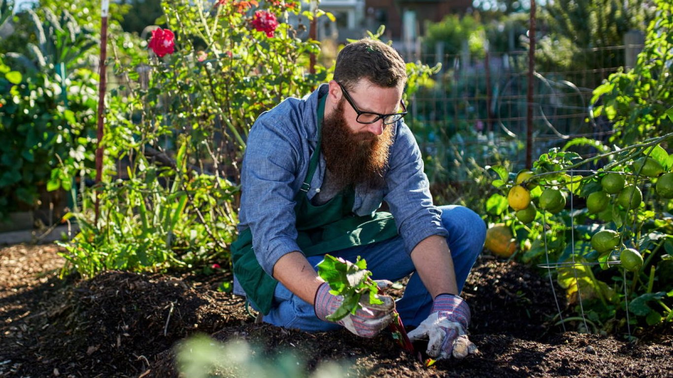 Какие особенности высадки овощей в июле
