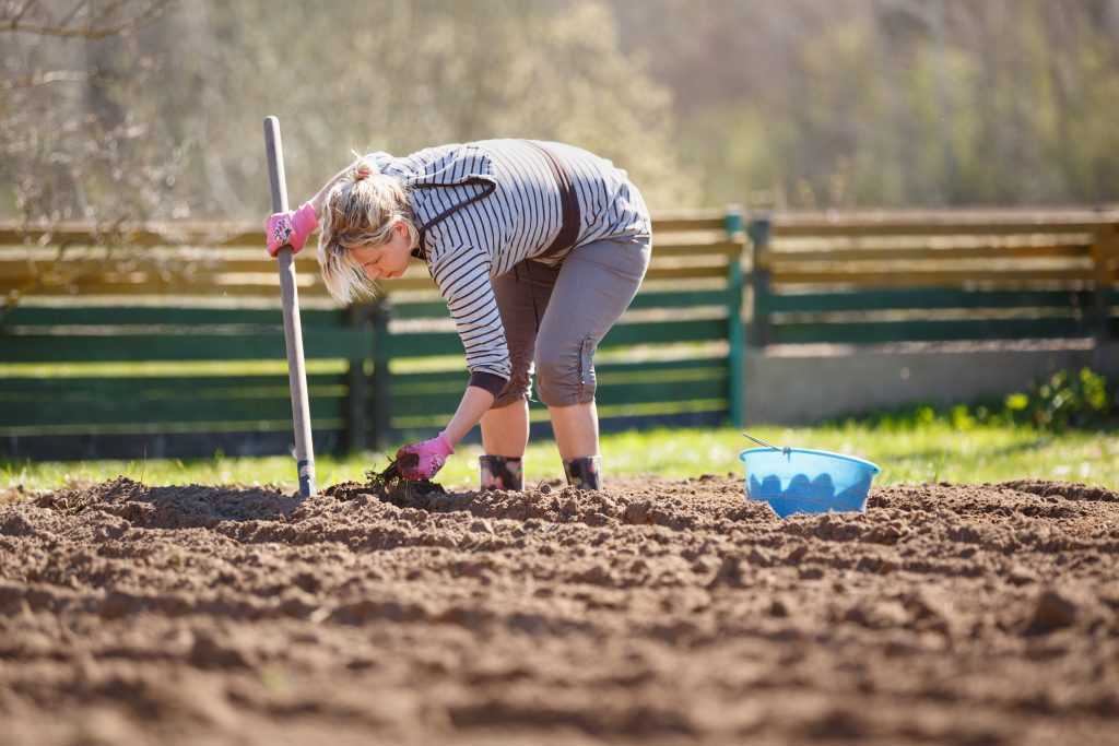 Як правильно саджати картоплю