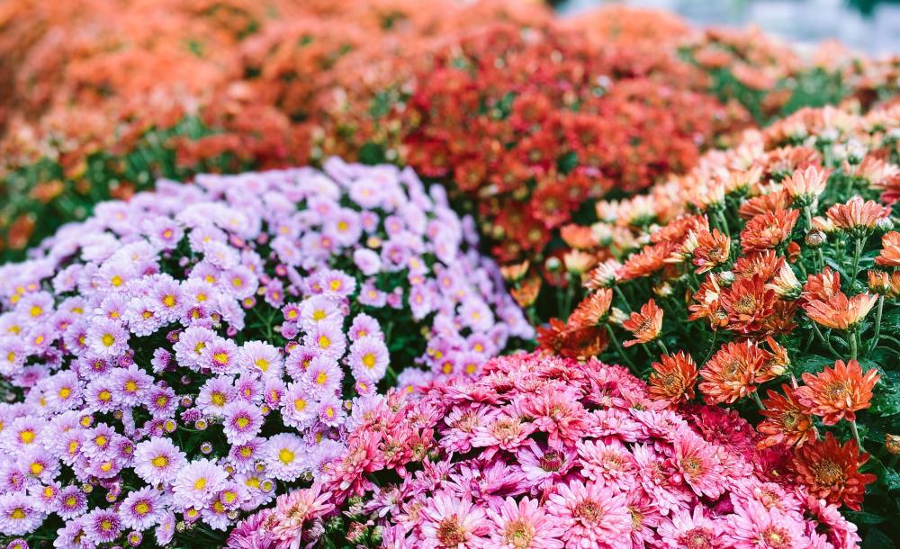 Як виростити хризантему