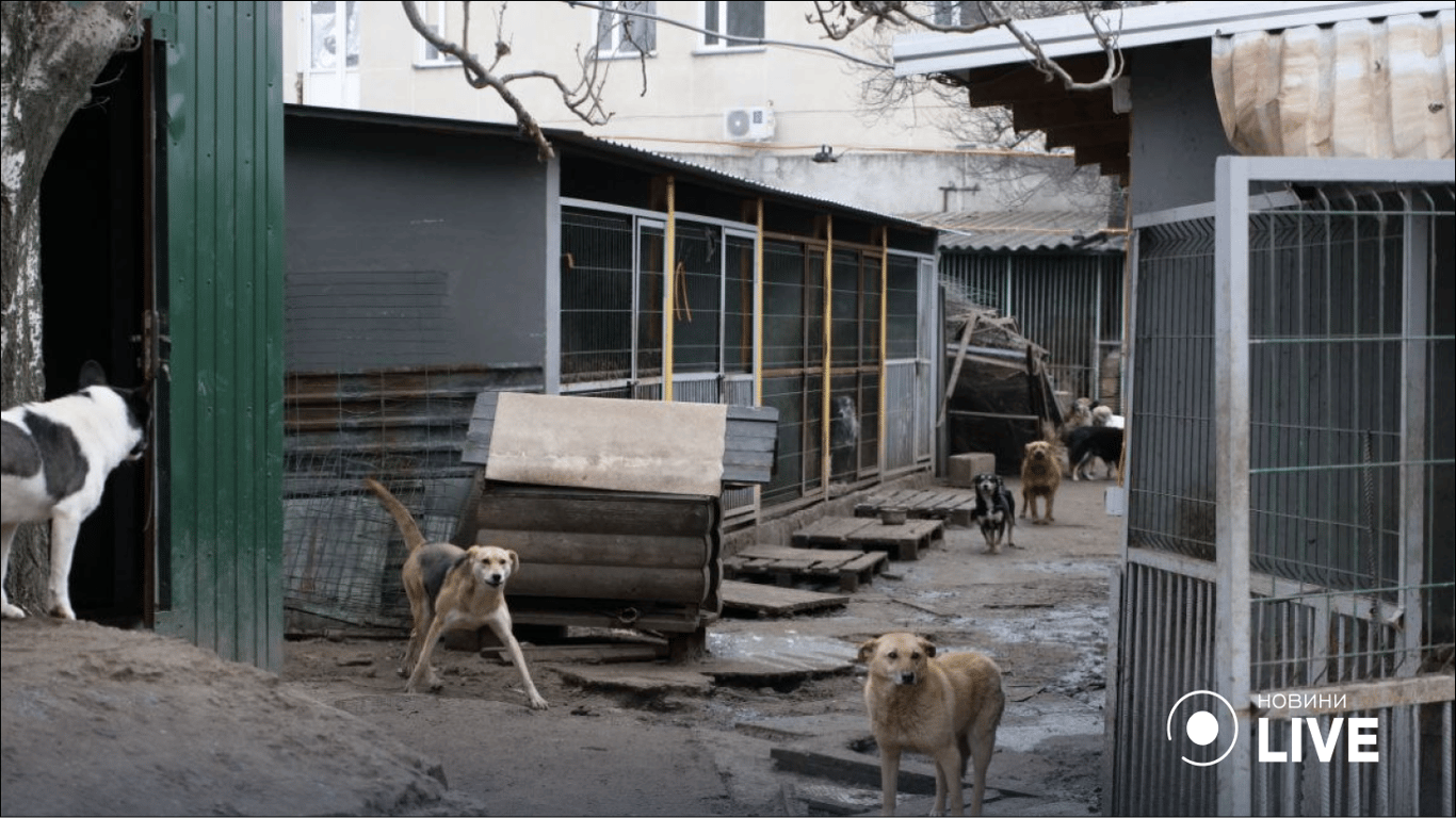 Приют "Ковчег" в Одессе