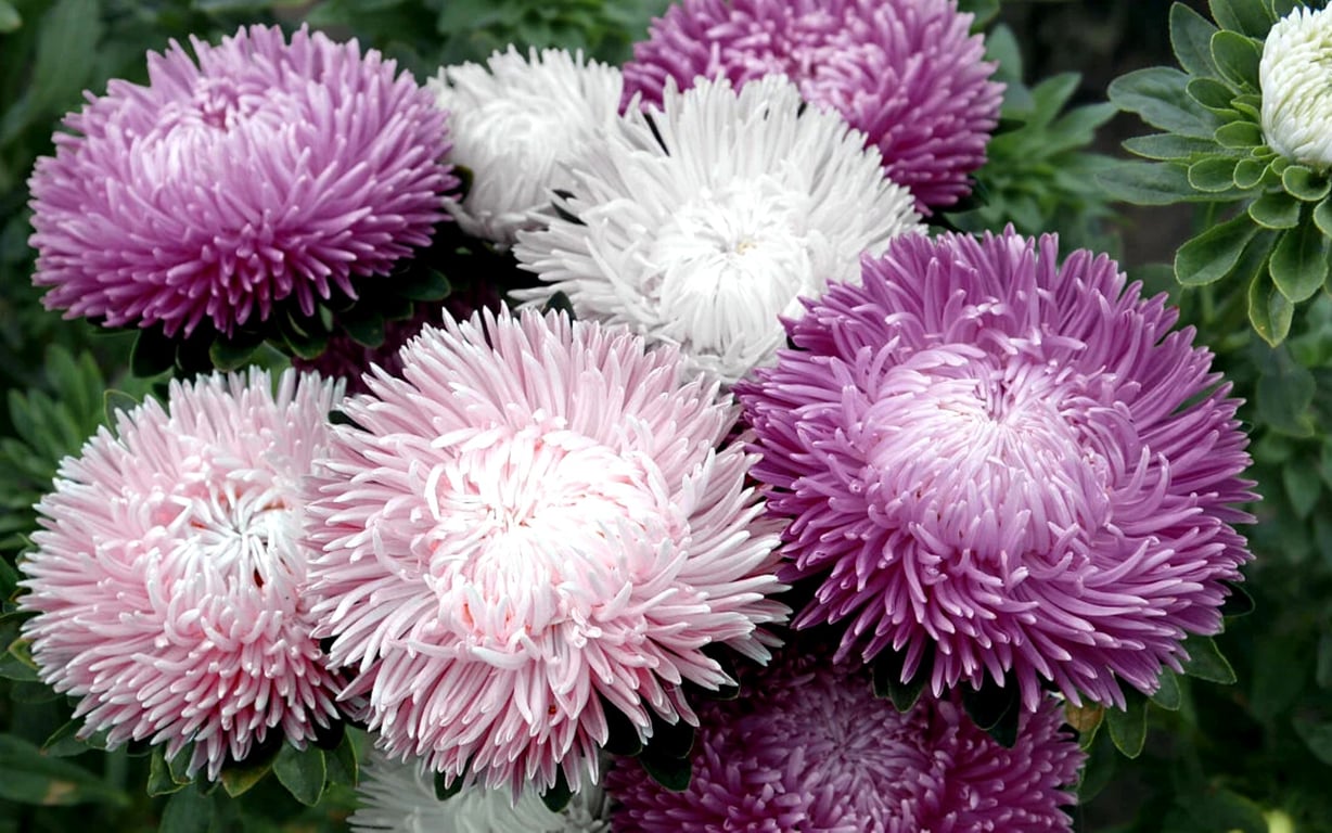 Які квіти можна посадити у травні