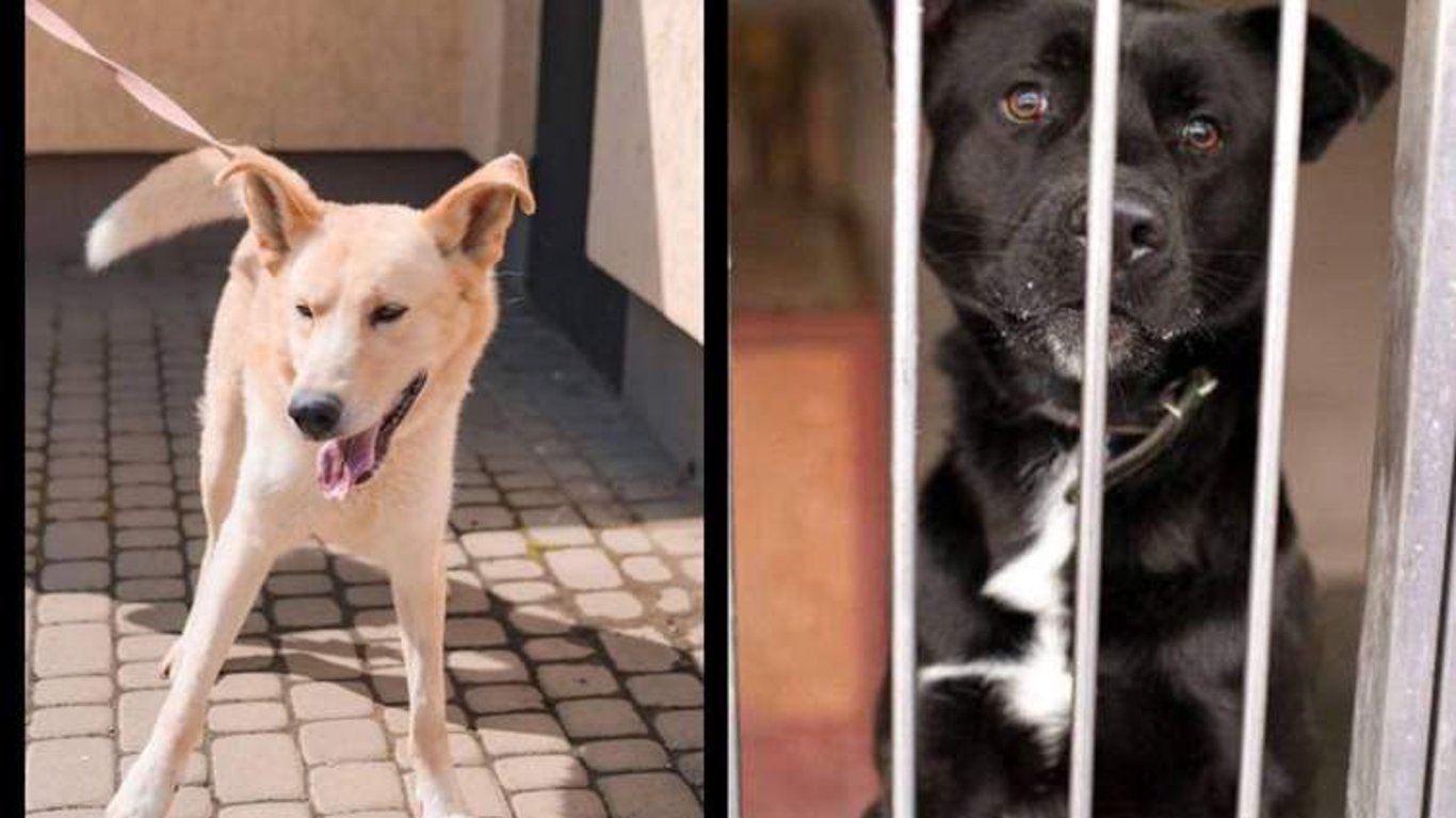 Во Львове расследуют эвтаназию двух собак в коммунальном приюте