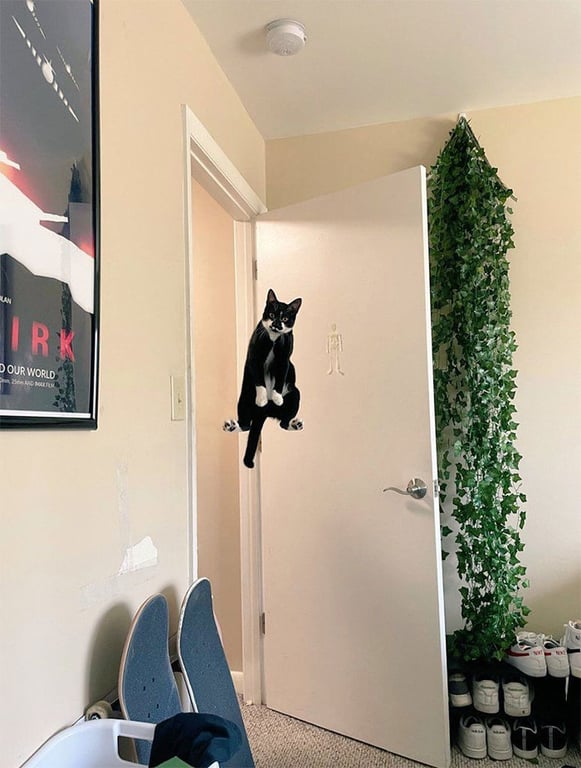 Кіт у повітрі