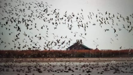 На Тузловские лиманы прилетели 50 тысяч птиц — причины - 290x166