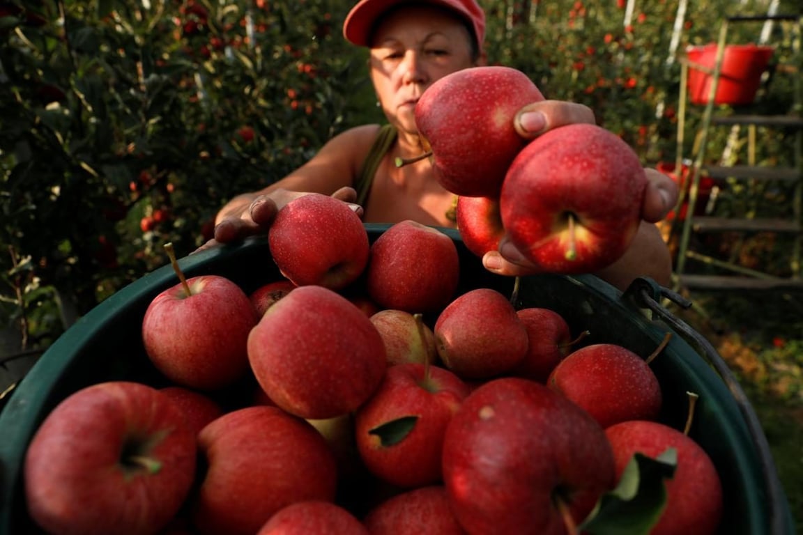 Друзья яблони — что следует сажать рядом