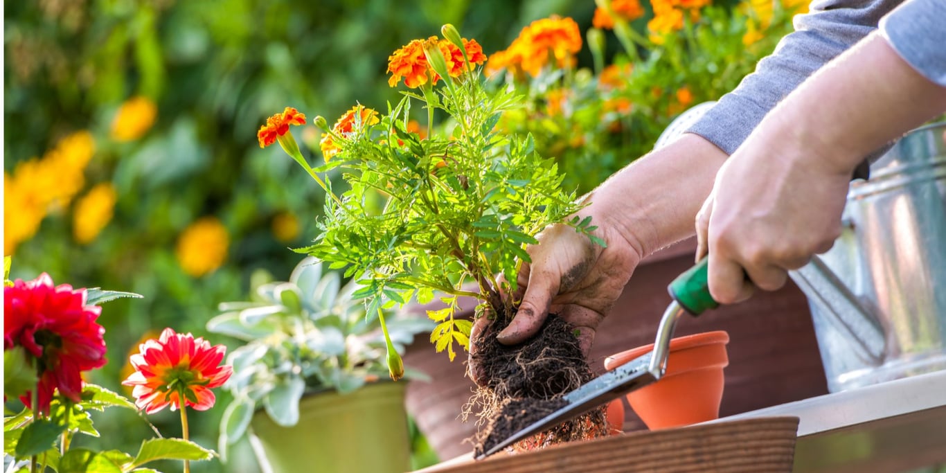 Посев многолетних культур в июле