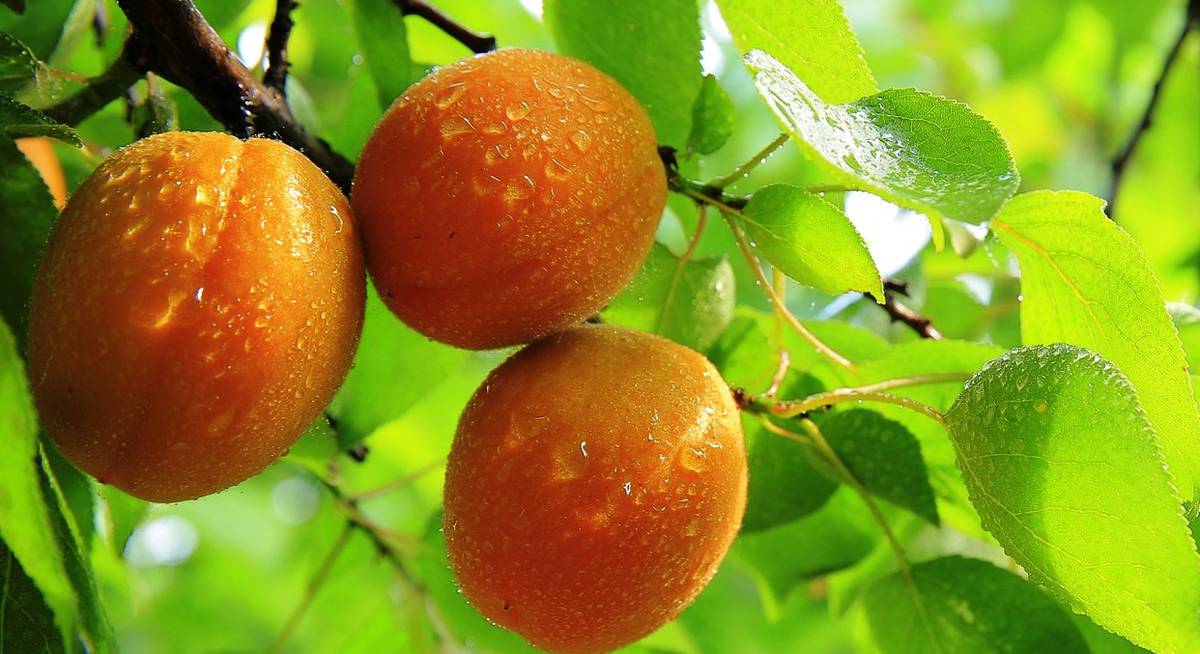 Як часто треба поливати абрикосове дерево