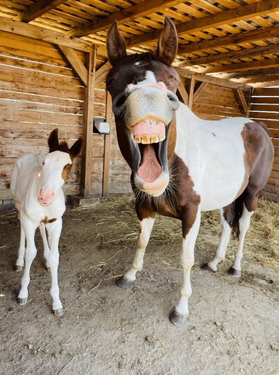 Кінь з усмішкою