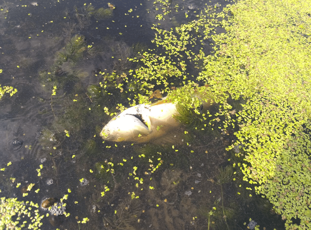 Загибель риби внаслідок забруднення води на Житомирщині. Фото: Офіс генпрокурора
