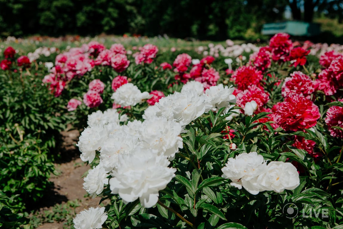 Пионы в киевском ботсаду