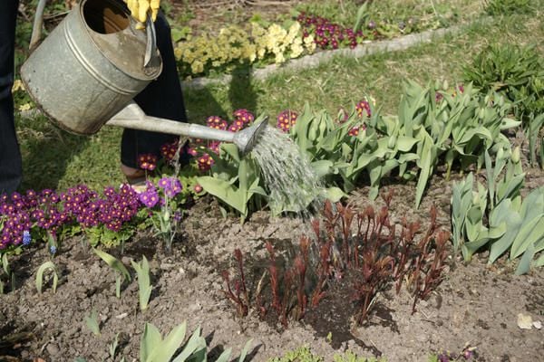 Удобрение пионов