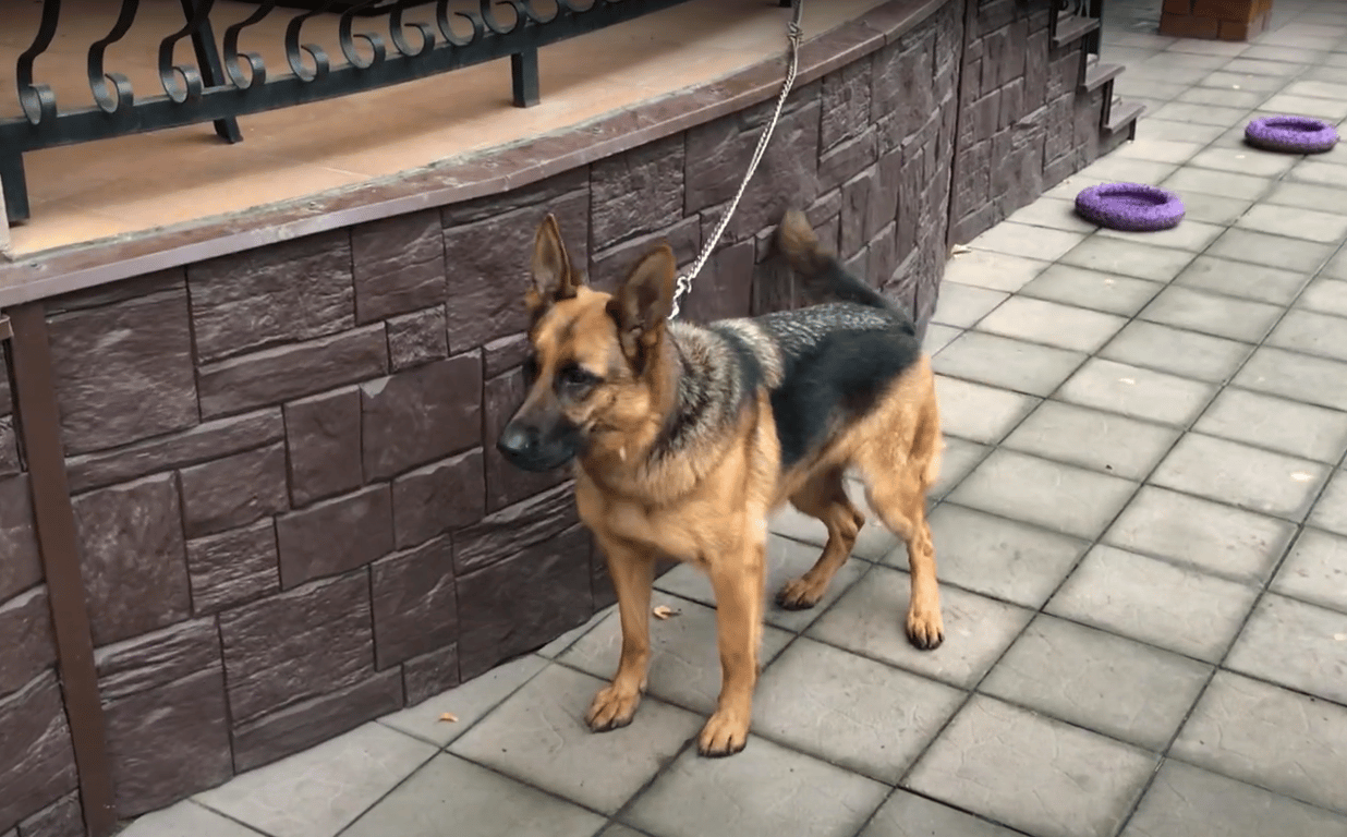 Привязывание собаки