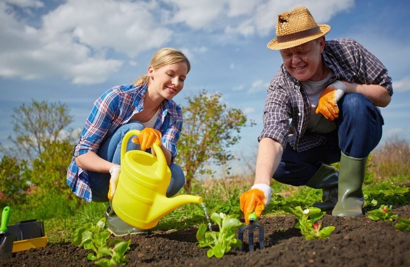 Какие овощи нельзя сажать рядом на грядке, чтобы не испортить урожай