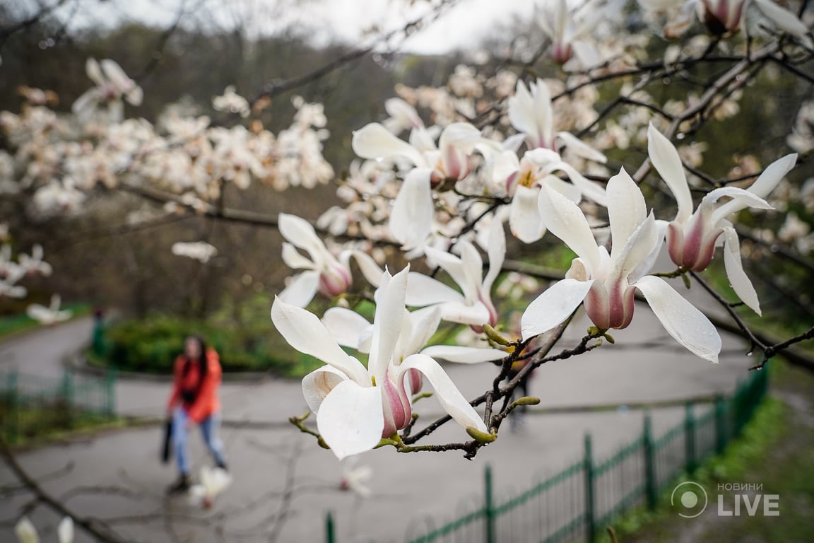 Магнолії в ботсаду ім.Фоміна