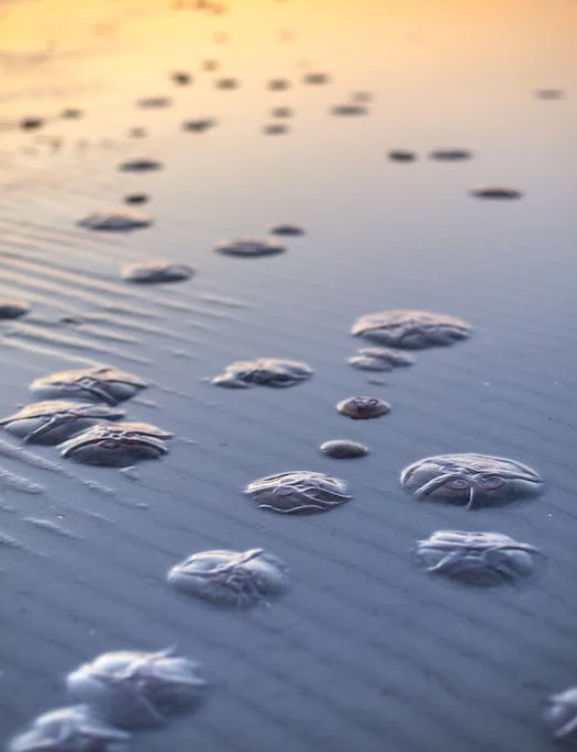 Побережье моря