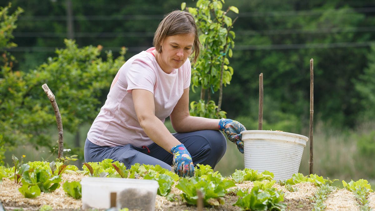 Что можно сажать в июле 2023 года: зелень и салаты
