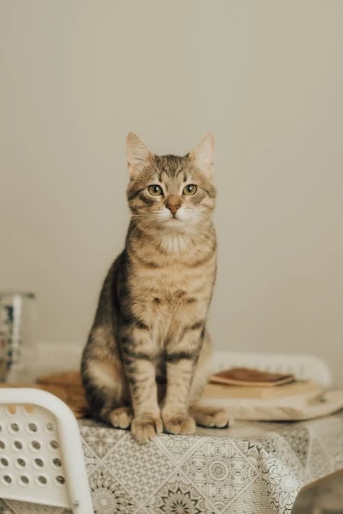 кошка породы Саванна