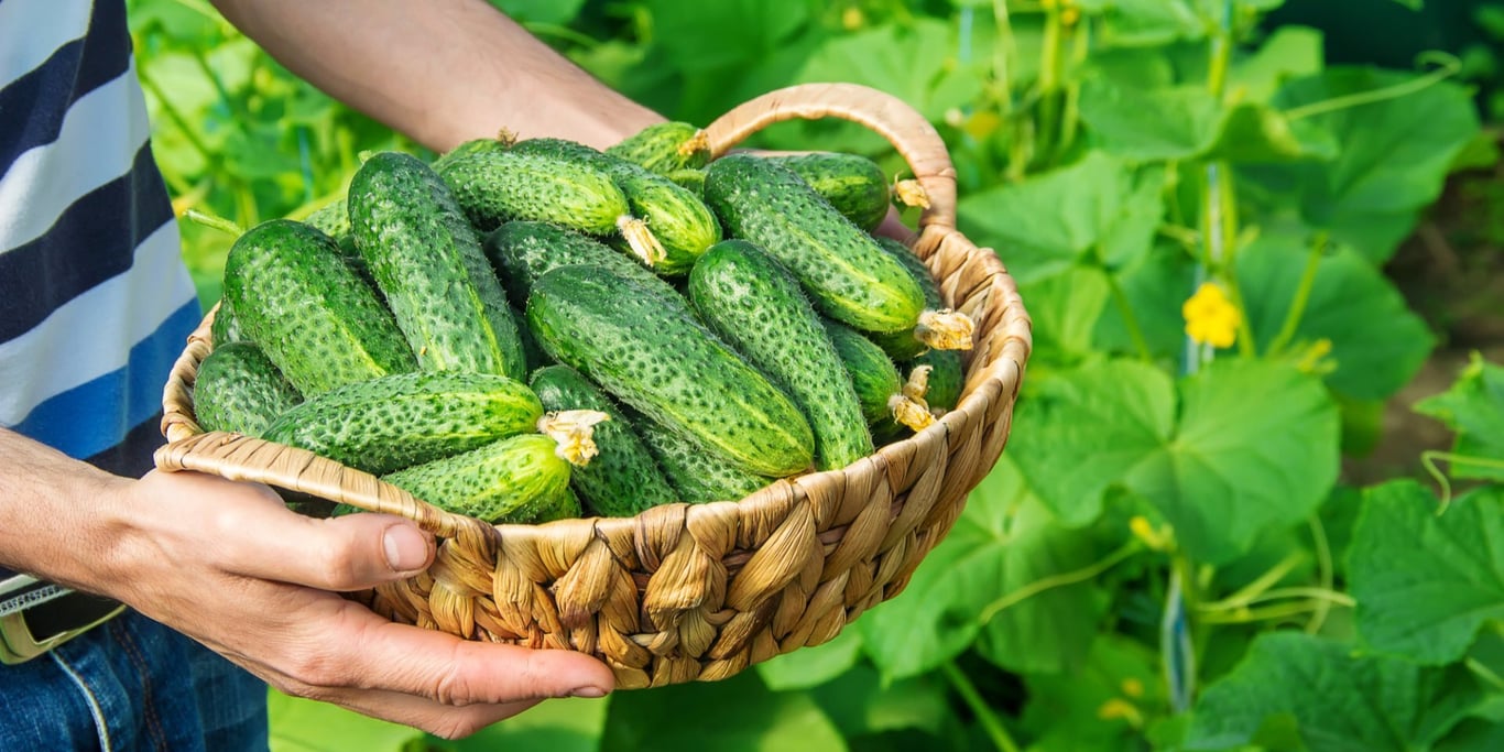 Чому огірки гіркі та як це виправити за допомогою поливу