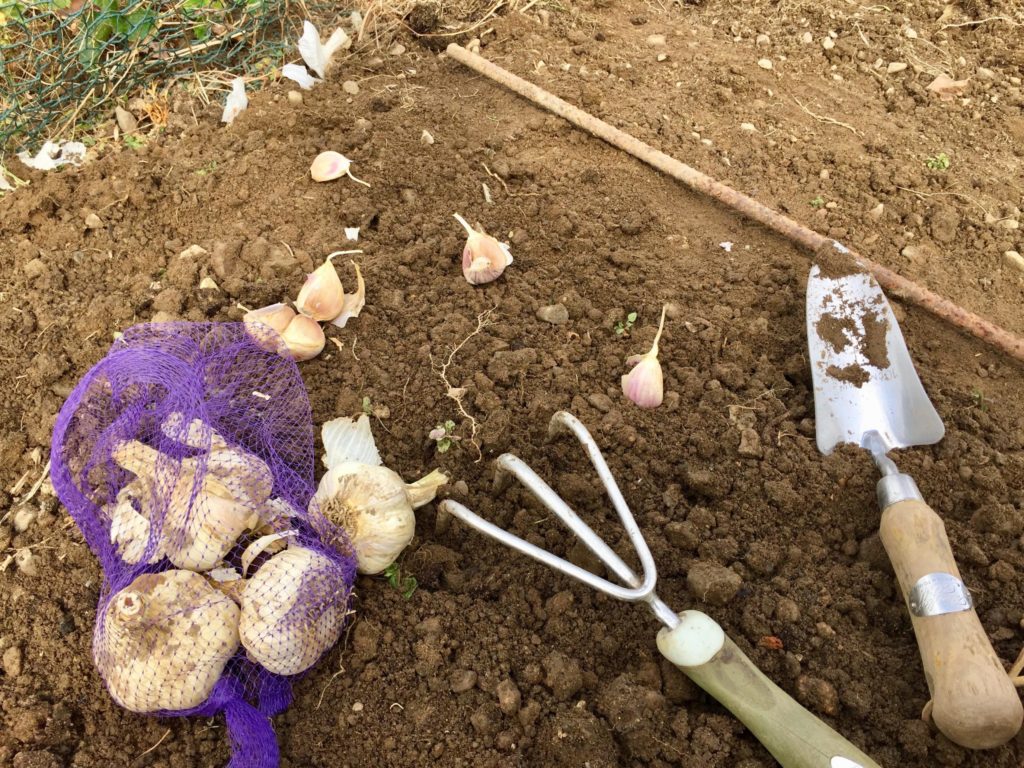 Как подготовить участок для посадки чеснока