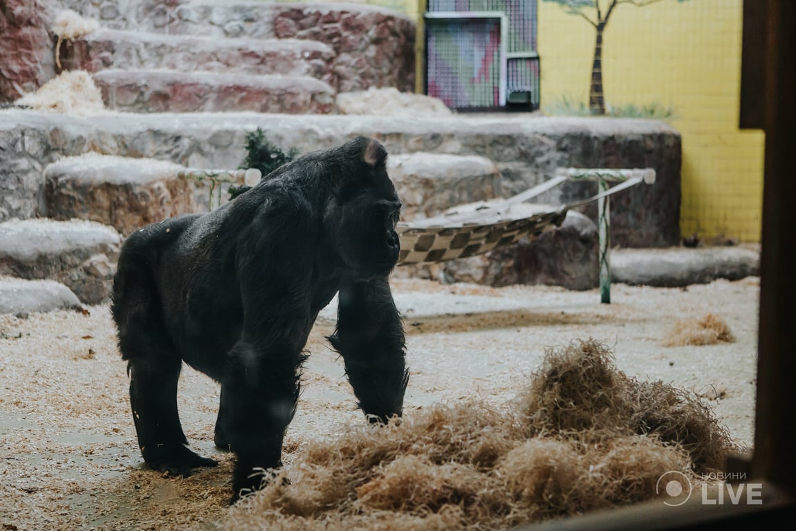 Горила Тоні