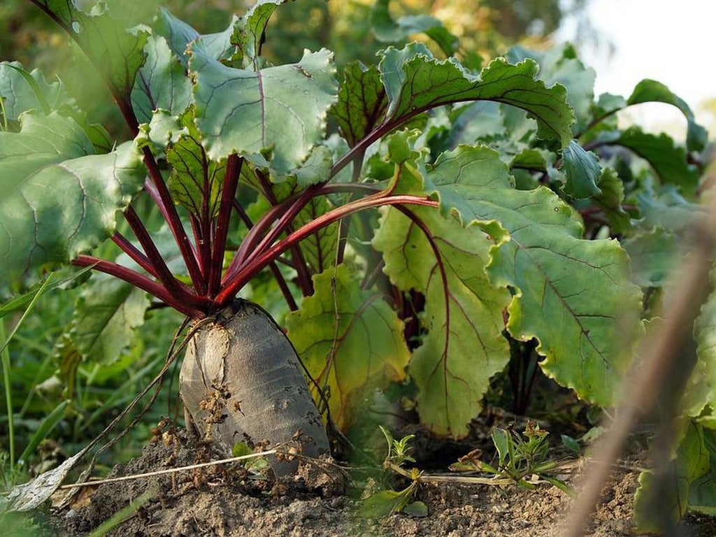 Які овочі садити поруч з буряками