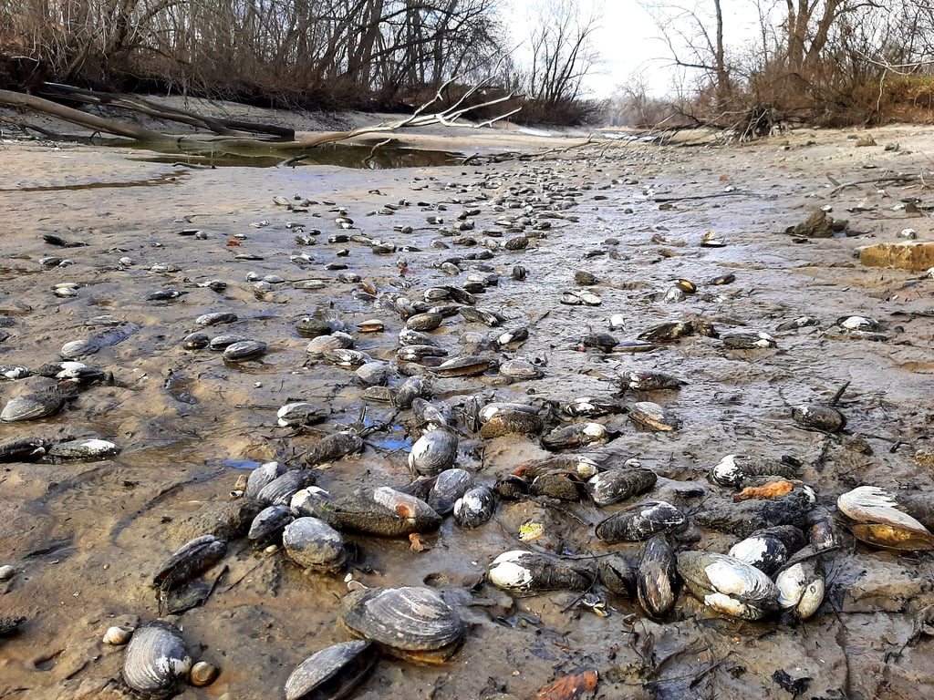 рівень води в Дніпрі