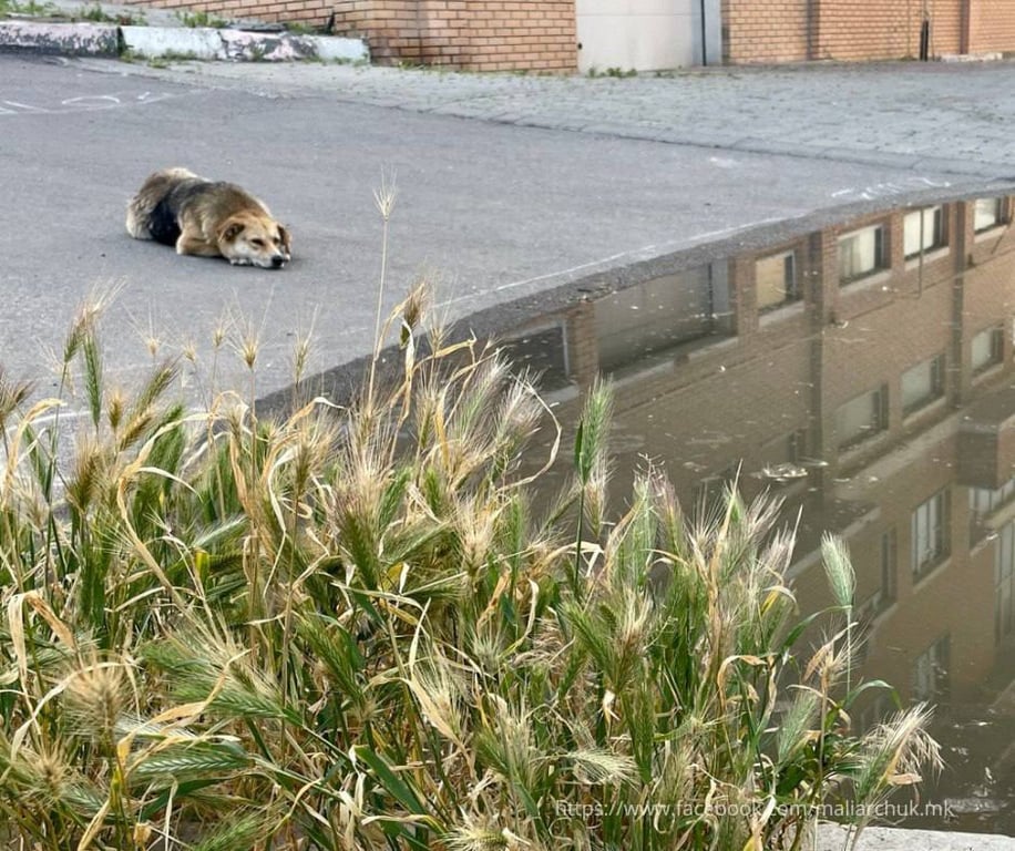 Подтопление в Херсоне