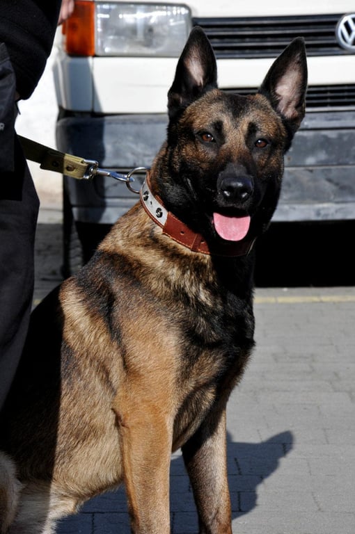 пес митників