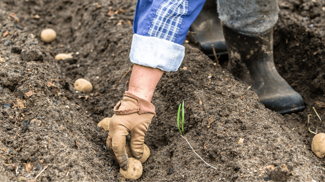 Как посадить картофель на зиму, чтобы собрать большой урожай — советыэкспертов