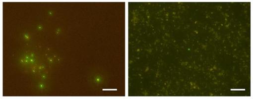 Флуоресцентная микрофотография клеток