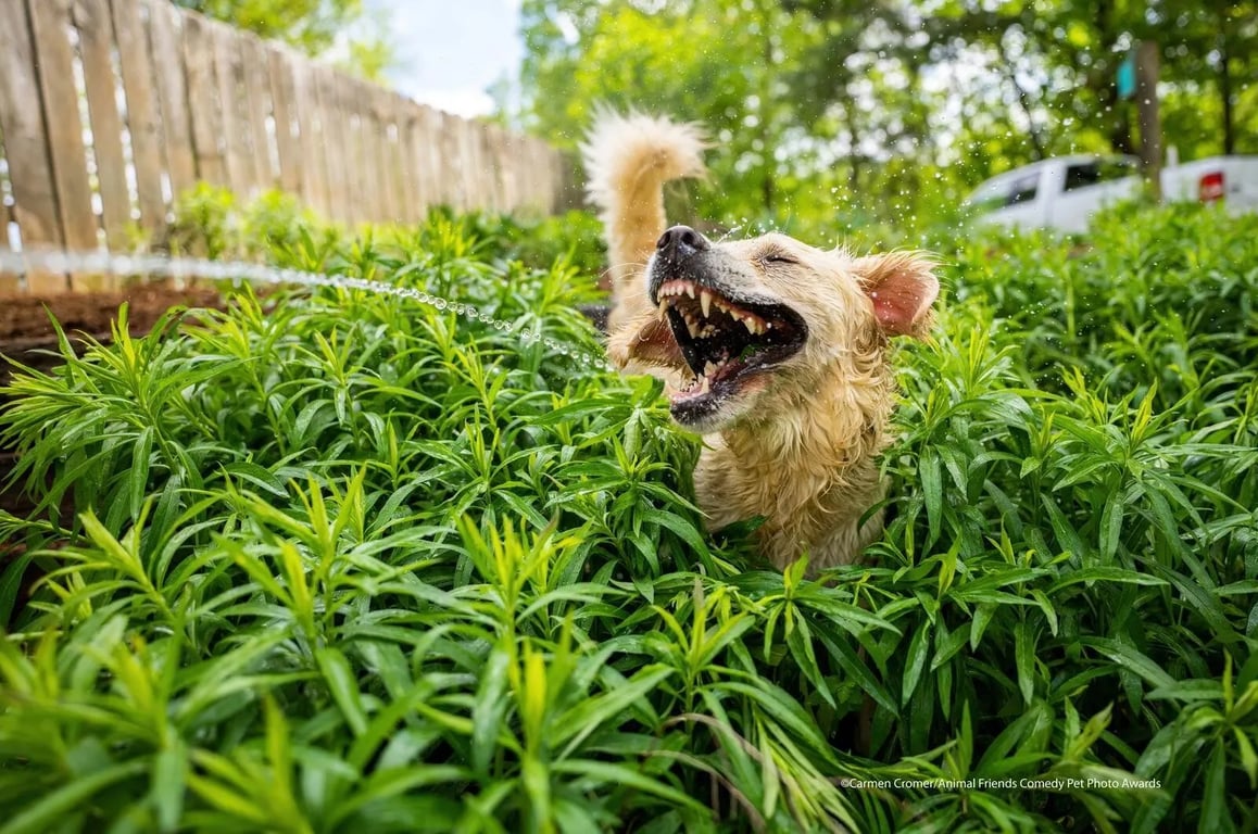 Смешная собака - фото