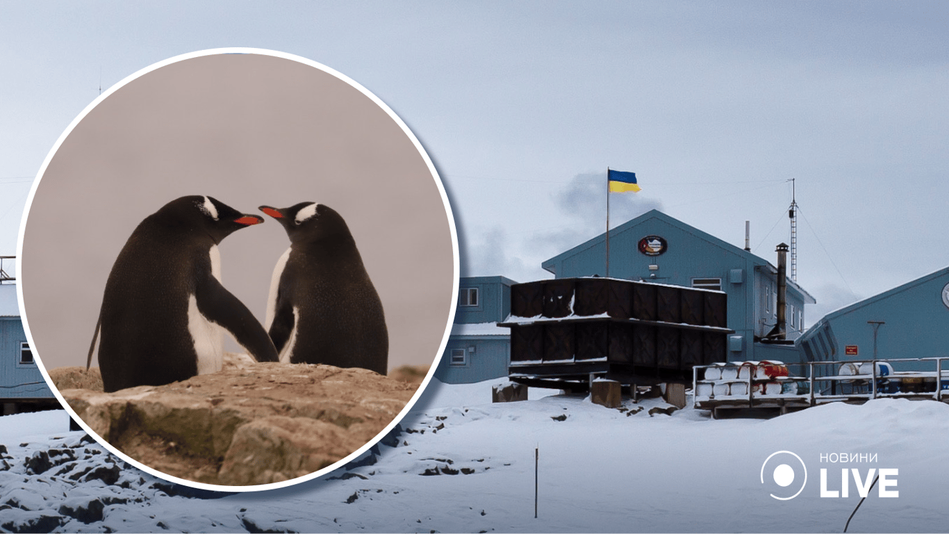 Украинские полярники показали, как субантарктический пингвин откладывает яйца