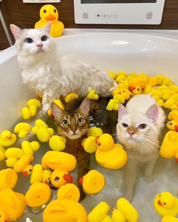 Кошки принимают ванну.