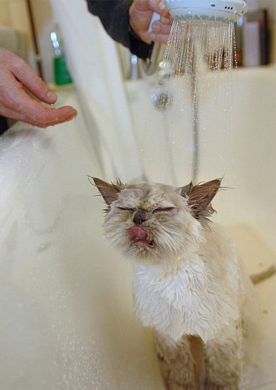 Кіт насолоджується водою - кумедне фото
