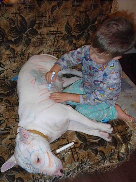 Хлопчик розмалював собаку