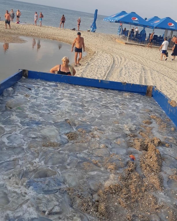 Медузи в Азовському морі