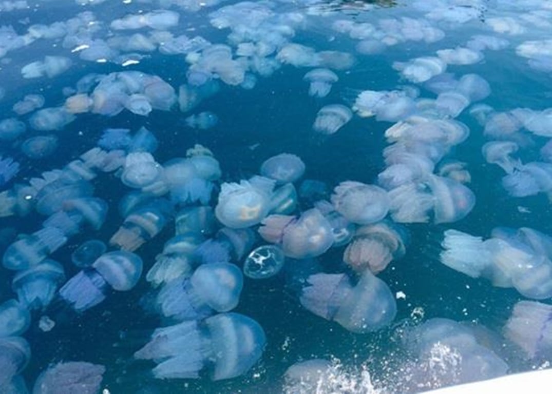 Медузи в Дніпрі